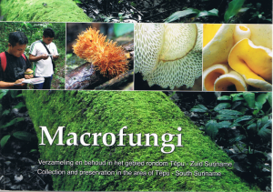 Macrofungi