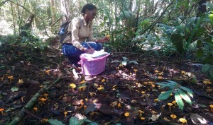 Pamela Felter verzamelt  paddenstoelen