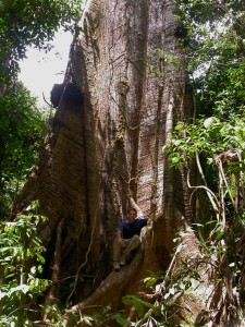 Bruce Hoffman Manager for Field Projects ACT Suriname, sitting on a Ceiba pentandra