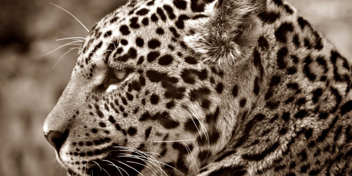 Surinaamse jaguar met uitsterven bedreigd